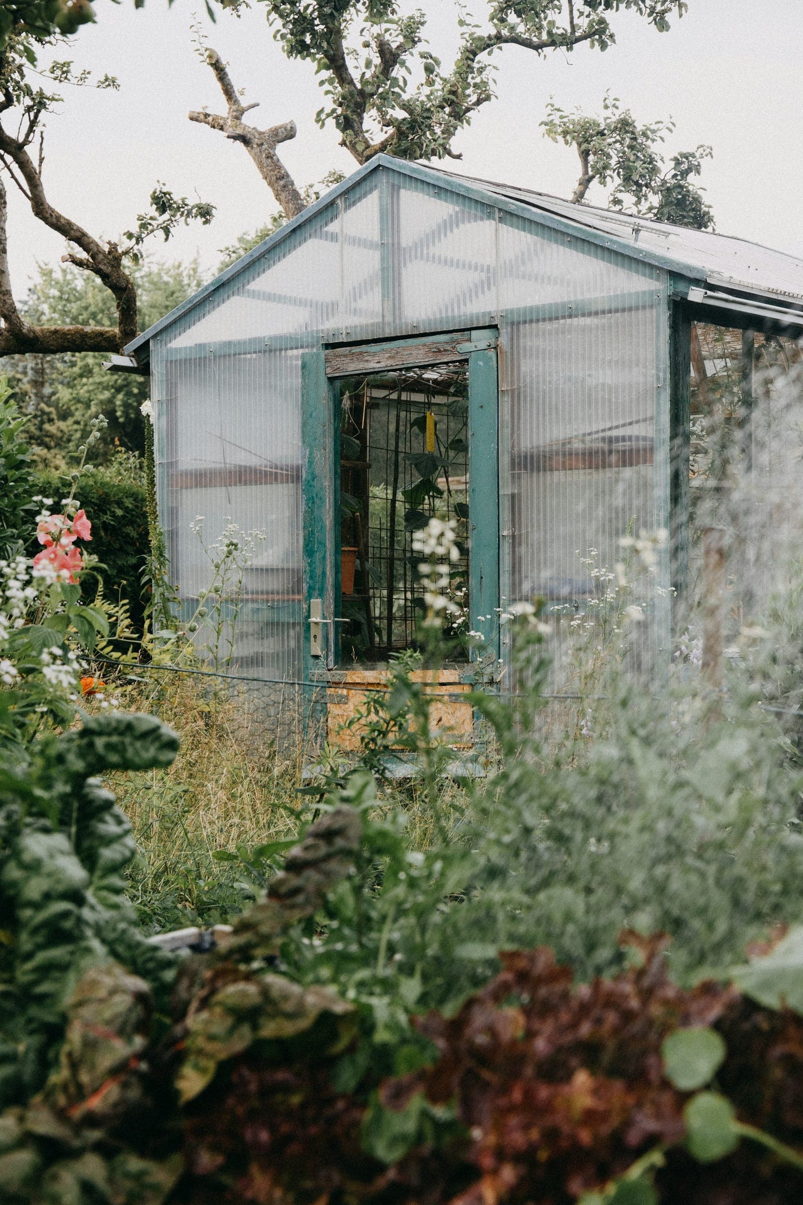 Previzualizare temă Botanic